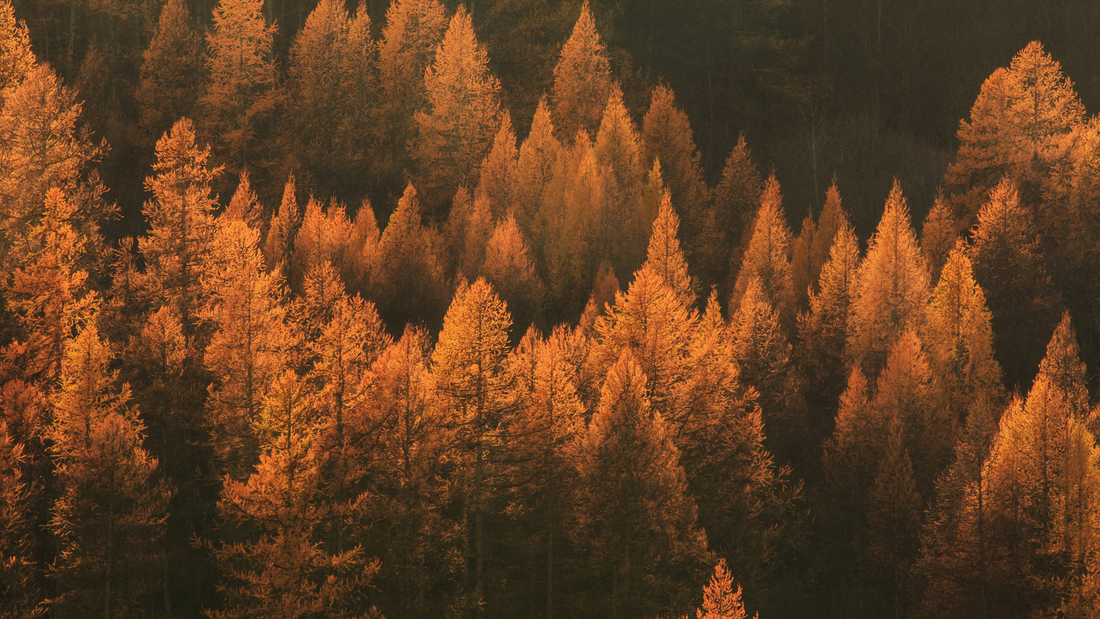 Fall into Fall with the Perfect Shaving Scents from Wet Shaving Products