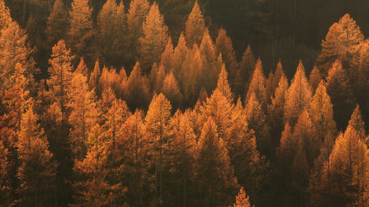 Fall into Fall with the Perfect Shaving Scents from Wet Shaving Products