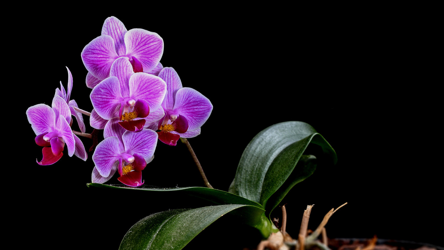 Black Orchid